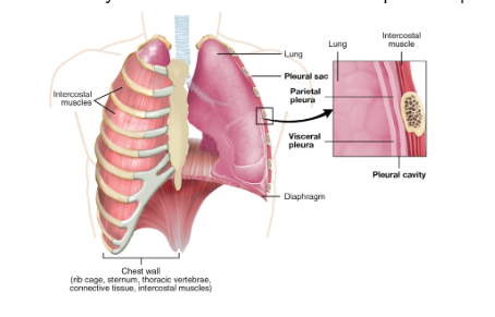 <p>_______ is the sac <strong>between</strong> the <strong>parietal</strong> and <strong>visceral</strong> pleura…</p>
