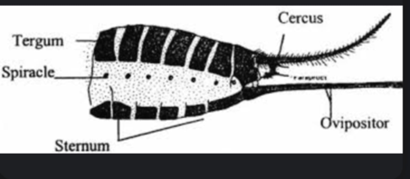 <p>Female organ used for laying eggs or modified into a sting (wasps, bees).</p>