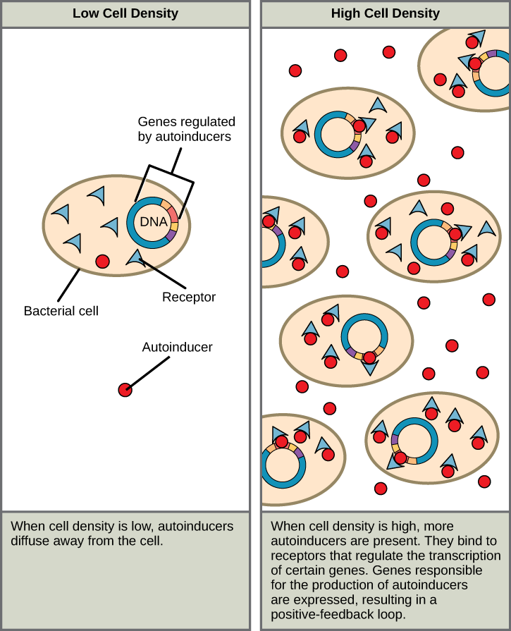 <p>A molecule that bacteria release to communicate and coordinate their behavior with other nearby bacteria</p>