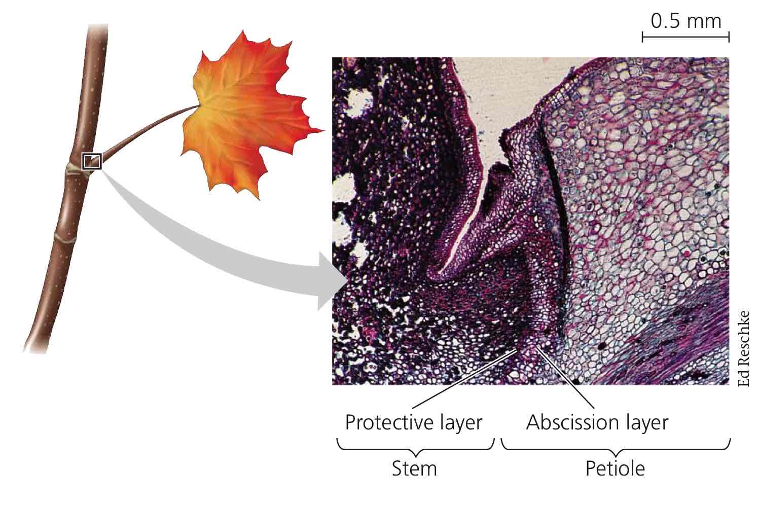 <p>The response to autumn, i.e. abscission or cutting off of a leaf in the autumn season.</p><ol><li><p>Any ions and sugars in leaf will be evacuated and stored into stem.</p></li><li><p>Ethylene then gets produced in petiole to kill leaf. Auxin is then reduced in order to reduce cell elongation and subsequent differentiation.</p></li><li><p>Cork cells are then made to protect the living, exposed stem tissue - the leaf scar.</p></li></ol>