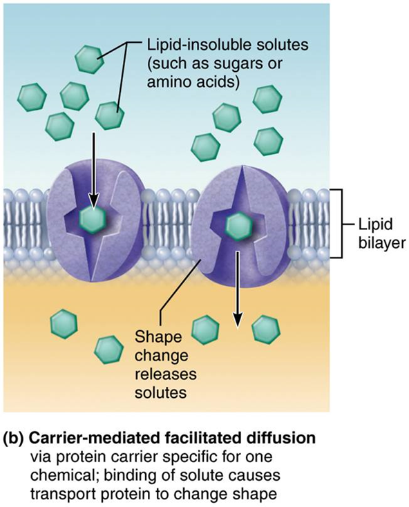 <p>Facilitated Diffusion (passive transport)</p>
