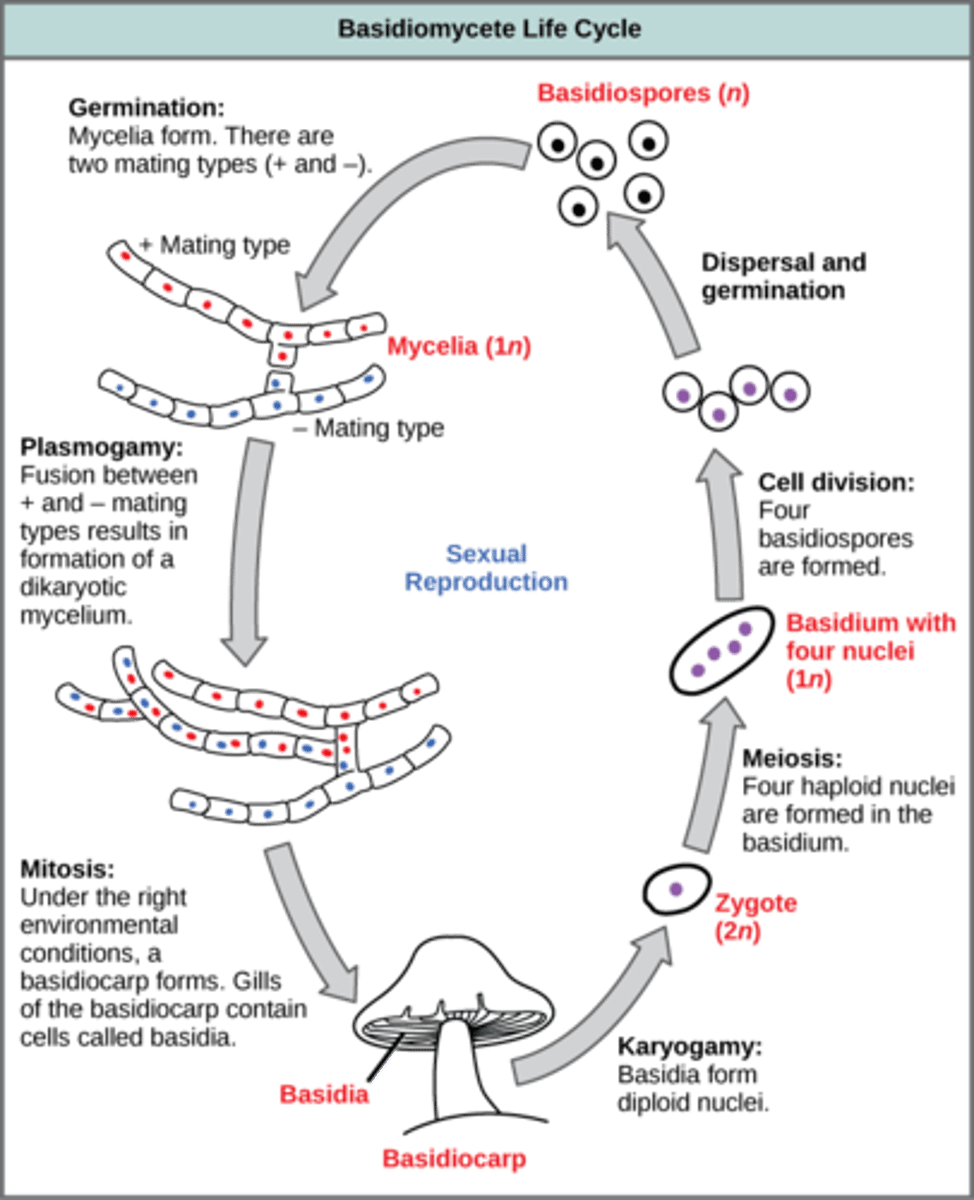 <p>basidiocarp</p><p>(Note: mushrooms)</p>