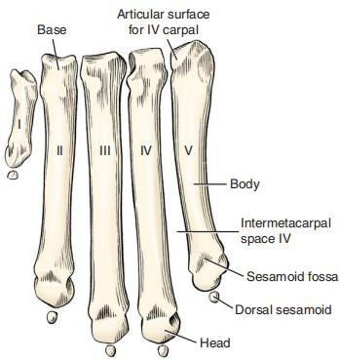 <p>Refers to the region of the manus, consisting of five metacarpal bones that are each cylindrically shaped and enlarged at each end.</p>