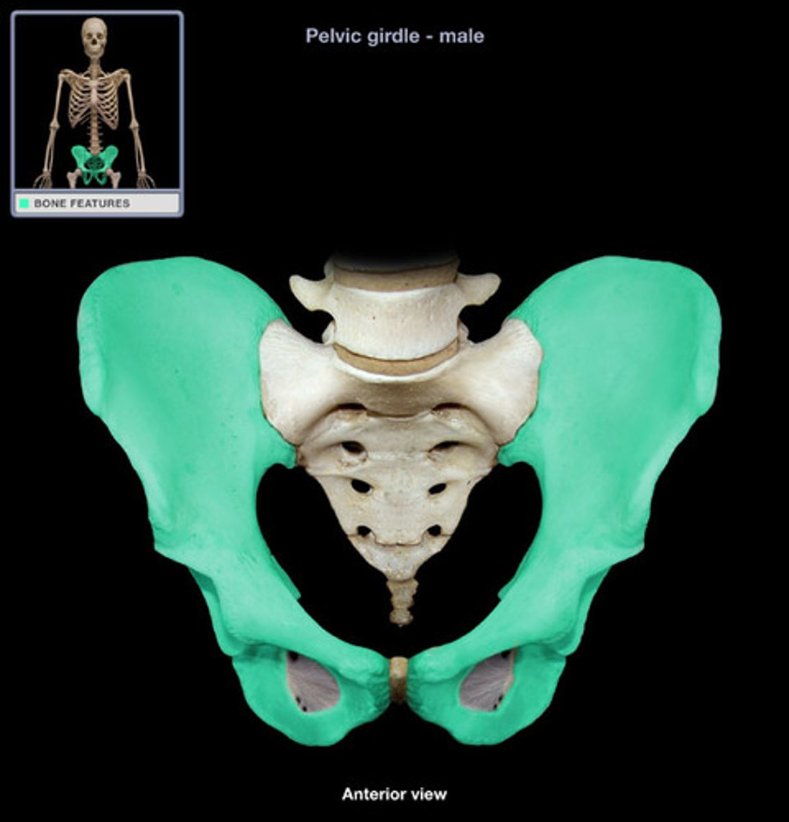 <p>fuse to form the coxal bone</p>