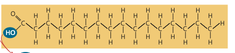 <p>fatty acid (carboxylic acid) components</p>