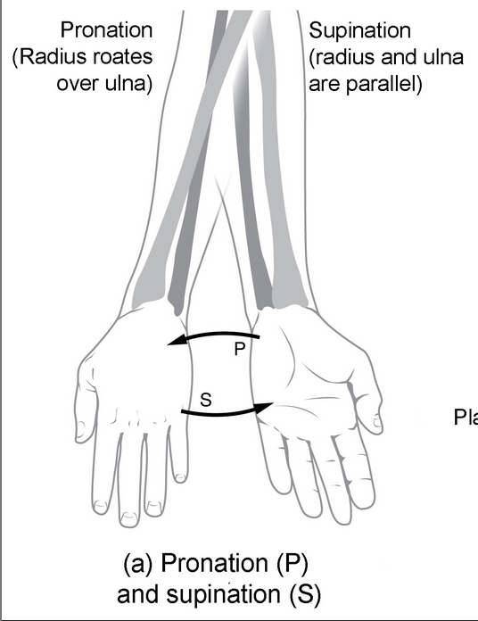 <p>palms up vs palms down</p>