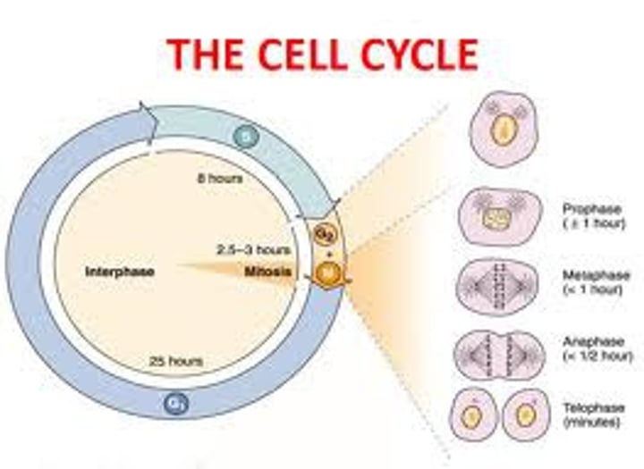 <p>Basic unit of life</p><p>The basic unit of structure and function in all living things</p>