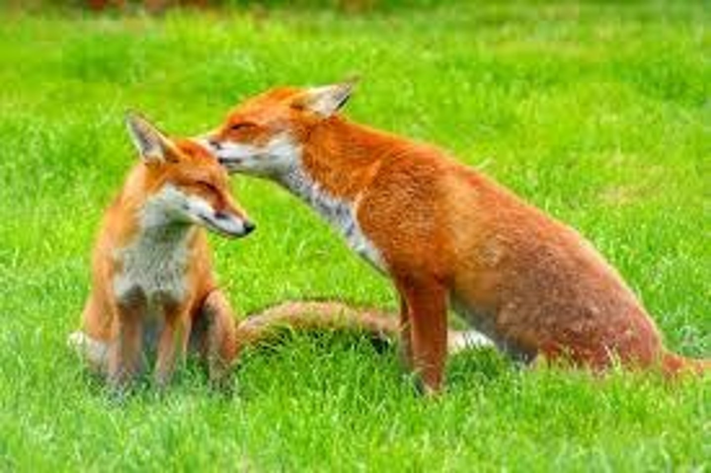 <p>"Foxes have holes, and birds of the air have nests, but the Son of man has nowhere to lay his head."</p>