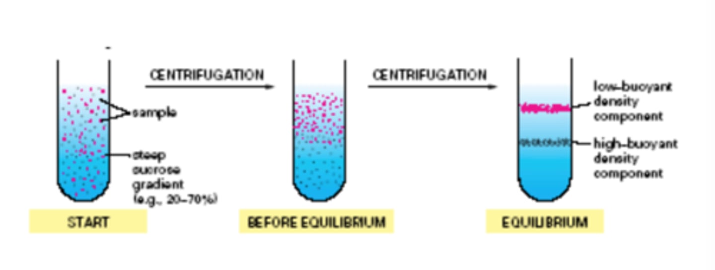 <p>- subcellular components move up or down when centrifuged in a gradient until they reach a position where their density matches that of their surroundings</p><p>- low-buoyant-density components are higher up in the tube</p><p>- high-buoyant-density components are found lower in the tube</p>