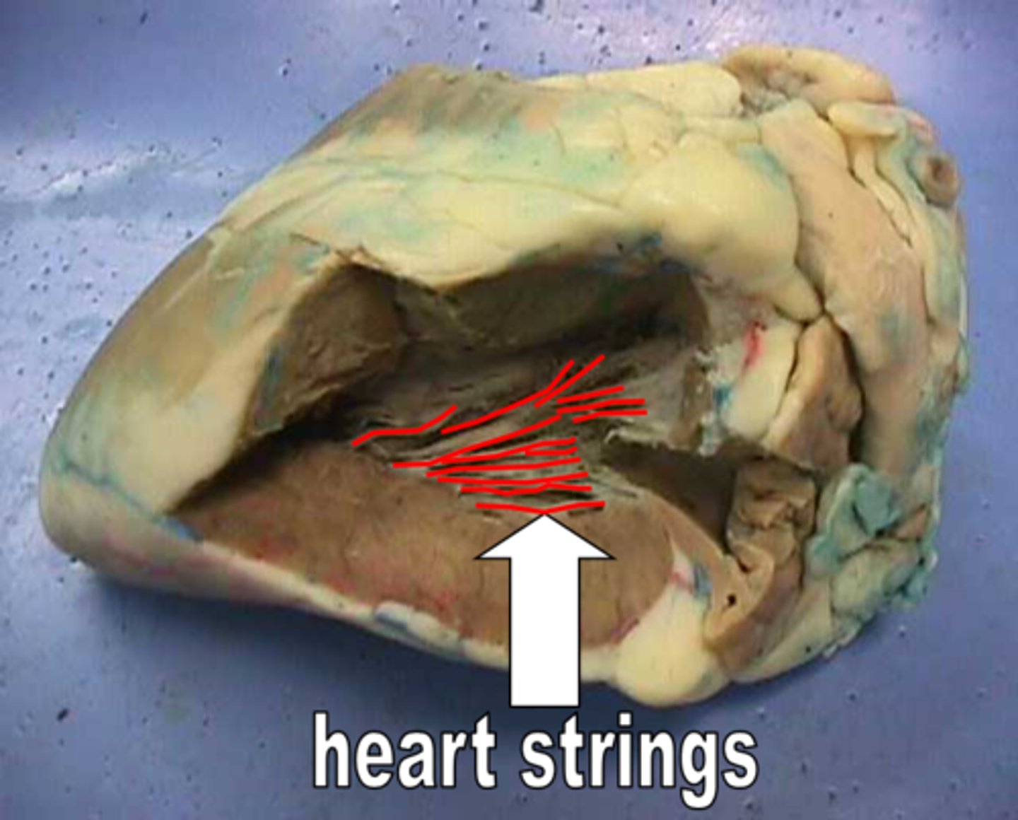 <p>Name the structure.</p>