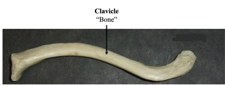 <p>Clavicle </p>