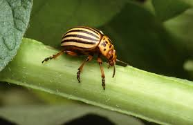 <p>Leaf Beetles</p>
