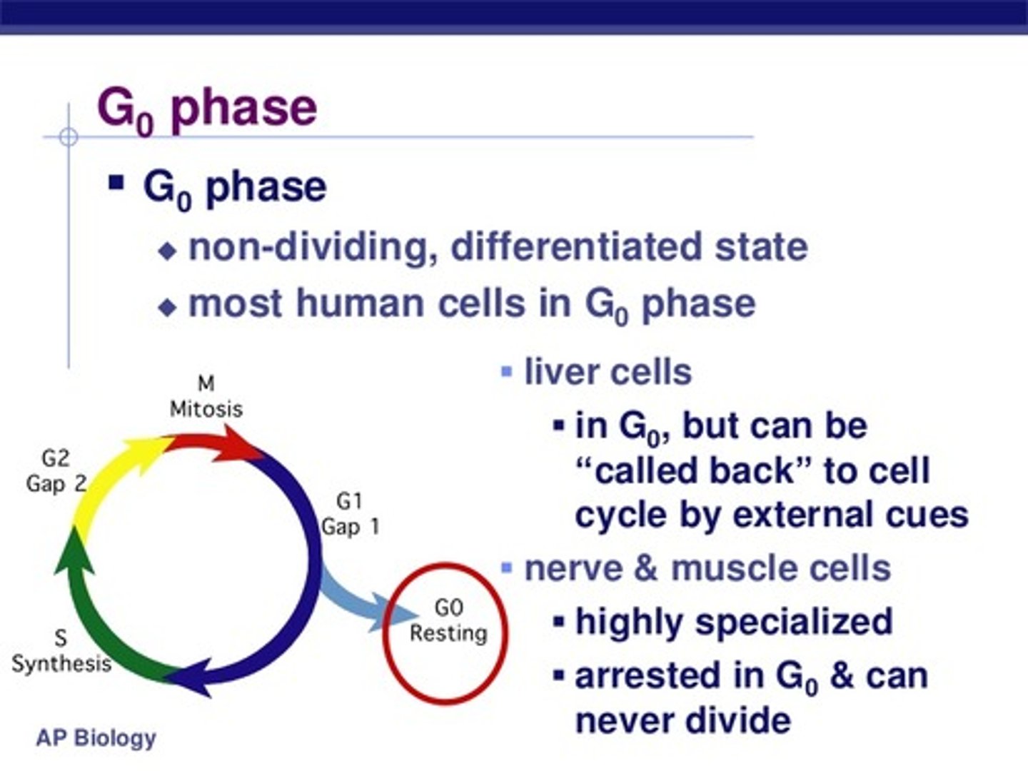 <p>Post-Mitotic Cells are cells which can no longer undergo mitosis and divide into new cells. For this reason, these cells would be in G₀ of Interphase.</p>