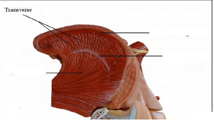 <p>Vertical Muscles</p>