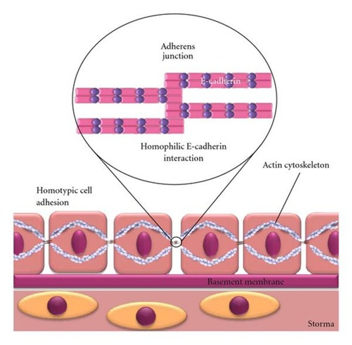 <p>Calcium-Dependent glycoproteins that hold similar cells together</p>