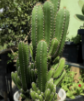 <p>what is the stem modification</p>