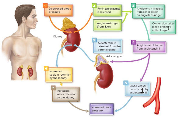 <p><span>What effect does low blood pressure have on water balance?</span></p>