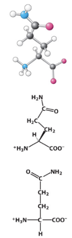 <p>Polar uncharged R-group. </p>