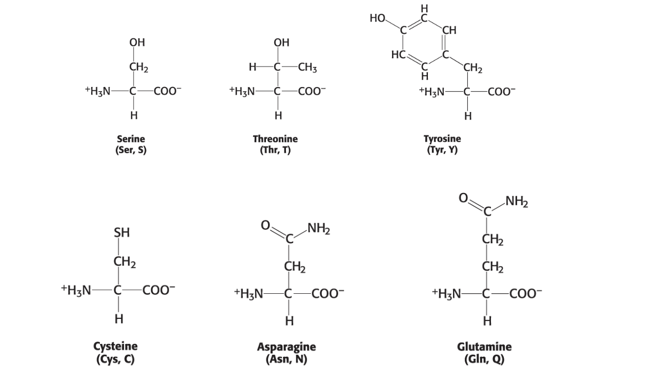 <ol><li><p>Serine (Ser, S)</p></li><li><p>Threonine (Thr, T)</p></li><li><p>Tyrosine (Tyr, Y) - CAN BE HYDROPHILIC BC OF -OH ON AROMATIC RING</p></li><li><p>Cysteine (Cys, C)</p></li><li><p>Asparagine (Asn, N)</p></li><li><p>Glutamine (Gln, Q)</p></li></ol><p></p>