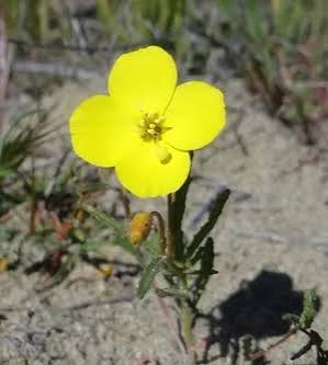 <p>Mojave Sun Cup</p>