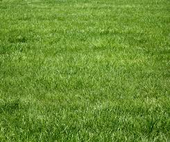 <p>a bunch of grass</p>