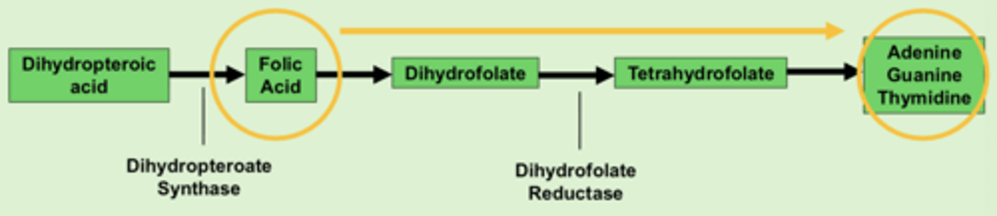 <p>folic acid needed for DNA components (adenine, guanine, thymidine)</p>