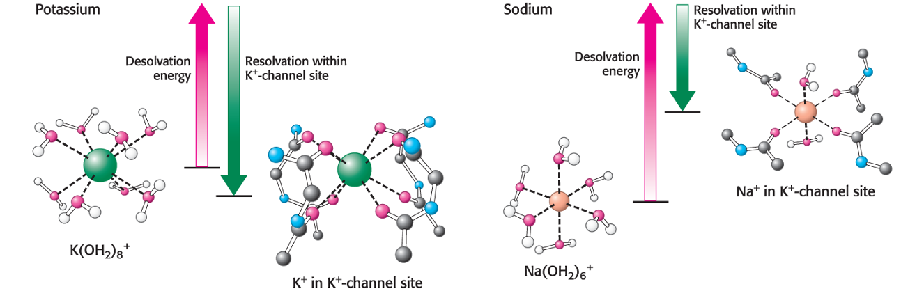 <p>…because <span>they are too big to enter the channel.</span></p><p><span>…</span><span><span>because they cannot interact with the selectivity filter. Such ions are small enough that the nergy of desolvation cannot be compensated for by interactions with the selectivity filter.</span></span></p>