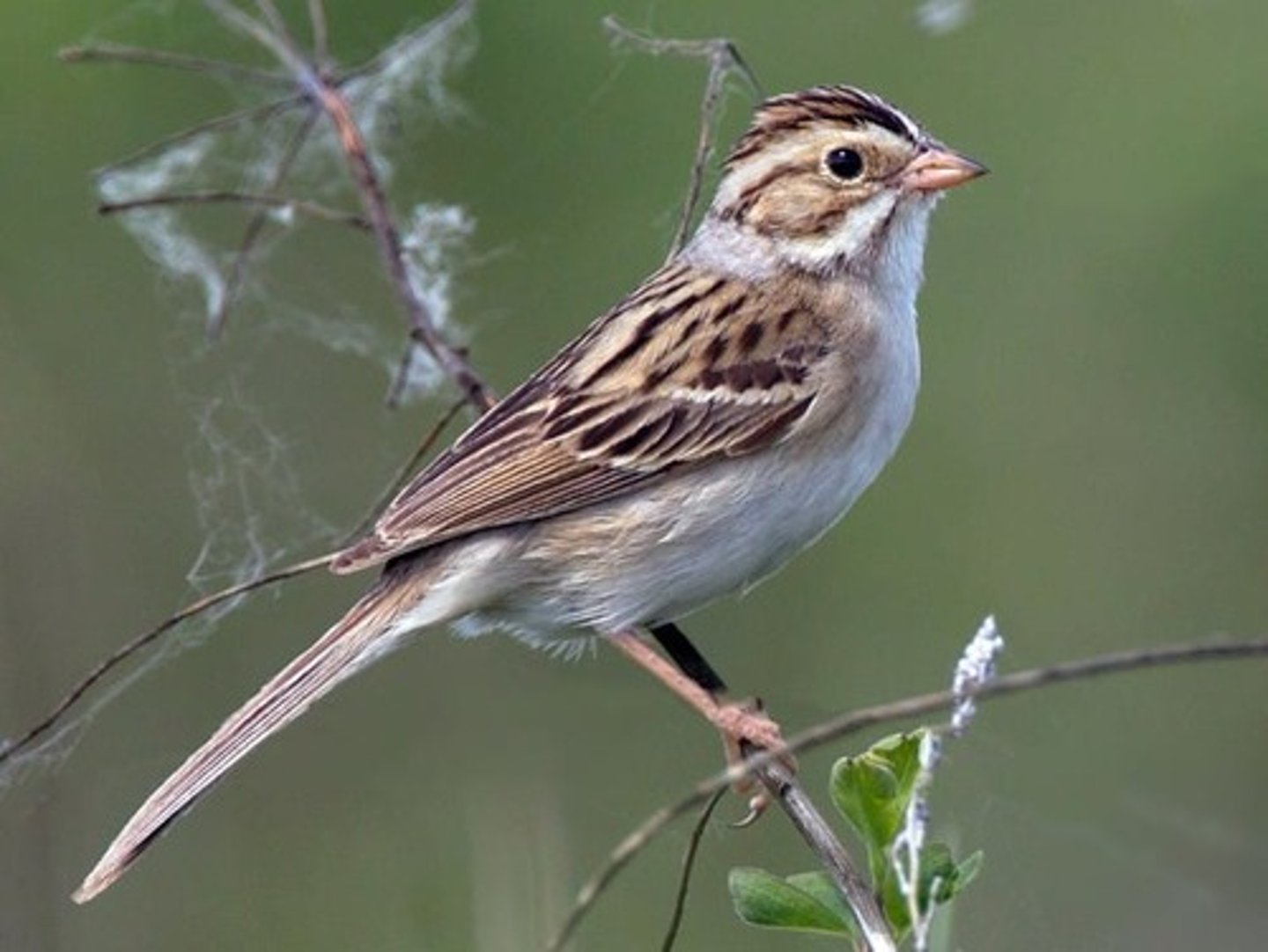 <p>Passerellidae</p>