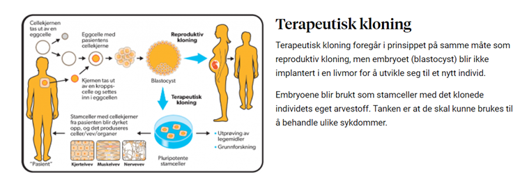 <p>Kjernen i en eggcelle blir ødelagt og erstattet av en cellekjerne fra den syke. Eggcellen stimuleres til å dele seg, og etter noen dager dannes en blastocyst som inneholder pluripotente stamceller. Disse stamcellene inneholder pasientens egne gener og kan brukes til å dyrke fram ulike celletyper (cellevev) eller organer i laboratoriet.</p>