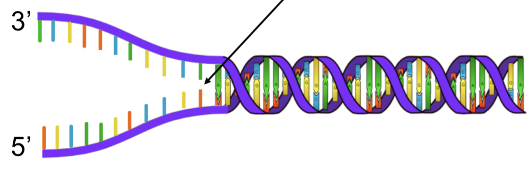replication fork
