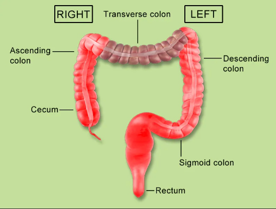 <p>Part of your large intestine that goes down on the left side; it stores waste.</p>
