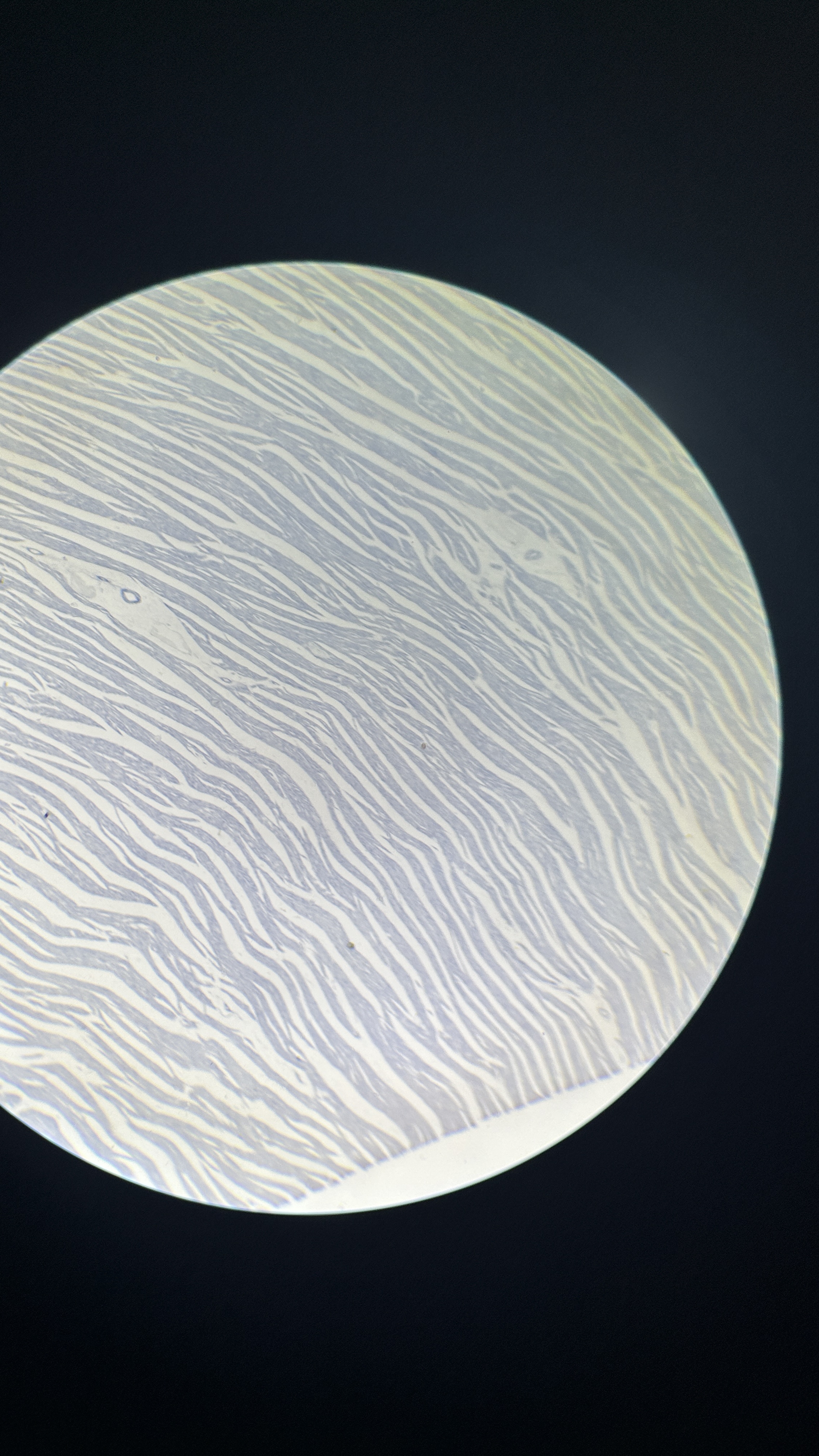 <p>What is the magnification level of the Cardiac Muscle?</p>