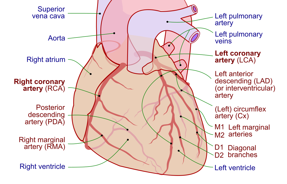 <p>What is the function of coronary arteries?</p>