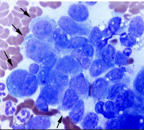 <p>what does the image show?</p>