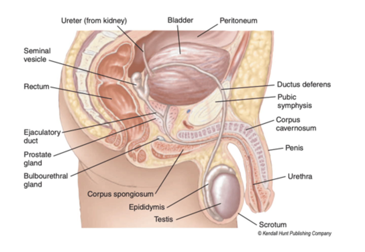 <p>terminates on each side by joining the duct of seminal vesicle to form the ejaculatory duct</p>