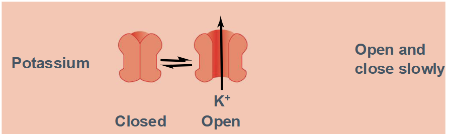<ul><li><p>Channel has 2 states:</p><ul><li><p>Open</p></li><li><p>Closed</p></li></ul></li><li><p>Opens and closes slowly</p></li></ul><p></p>