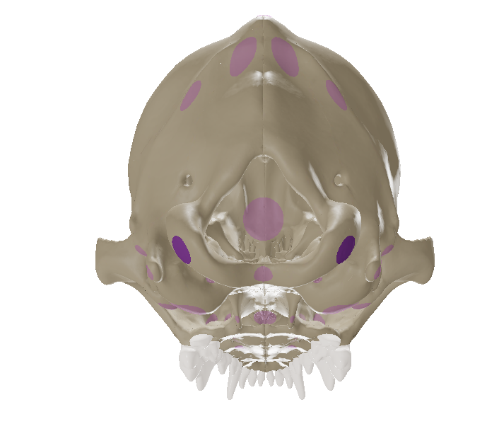 <p>On the either side of the occipital bone is a pair of bony prominences, the __ which articulate with the atlas. </p>