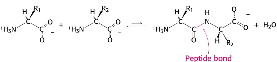 <p>Thermodynamically, peptide bond hydrolysis is more favorable than peptide bond formation. The rate at which this hydrolysis occurs, however, is extremely slow.</p><p>Note cancellation of amino and carboxy charges when the groups join to become amides</p>