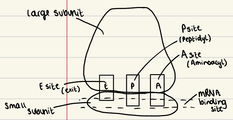 <ul><li><p>large and small subunit</p></li><li><p>E, P and A sites (in that order)</p></li><li><p>E = exit </p></li><li><p>P = peptidyl</p></li><li><p>A = aminoacyl</p></li><li><p>Small subunit contains the mRNA binding site/area</p></li></ul><p></p>