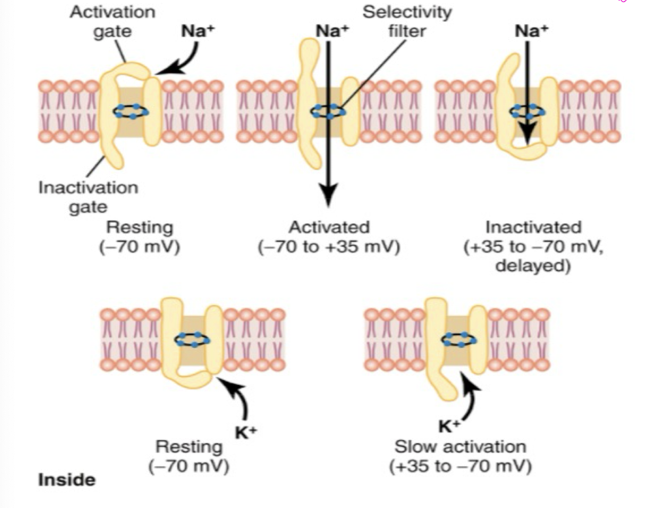 <p>Activation gate is closed (at resting)</p><p>As RMP becomes less negative (-55 mV), a conformational change.</p><p>The same voltage that opens activation gate -70 mV</p><p>When RMP returns to -70 mV or close to it.</p><p>The gate is closed.</p>