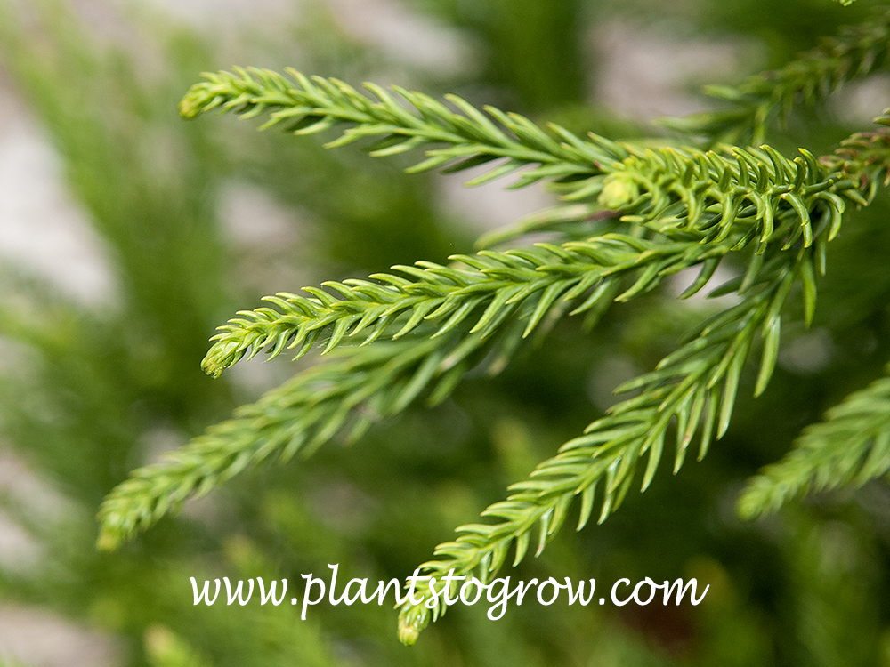 <p>Leaf structure?</p>