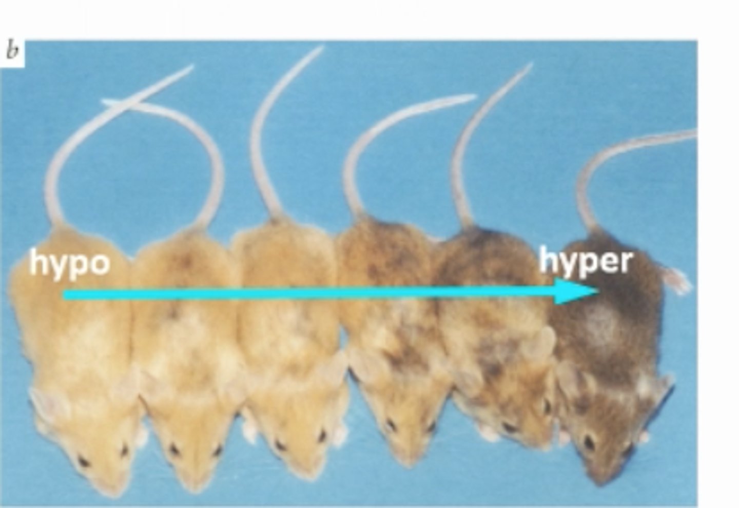 <p>reduced Avy allele expression</p><p>leading to DECREASED pheomelanin productio</p>