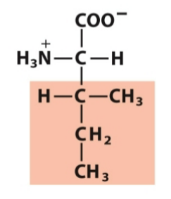 <p>Nonpolar, aliphatic</p>