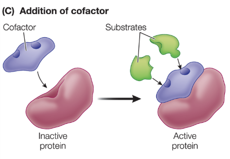 <p>nonprotein molecules or inorganic ions, often a metal ion, that some proteins require in order to function; includes coenzymes and ATP</p>
