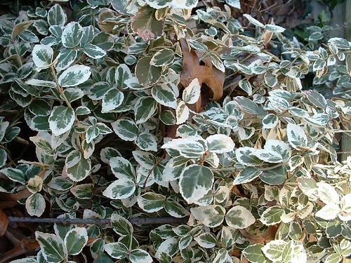 <p>Wintercreeper Euonymus (Celastraceae)</p>