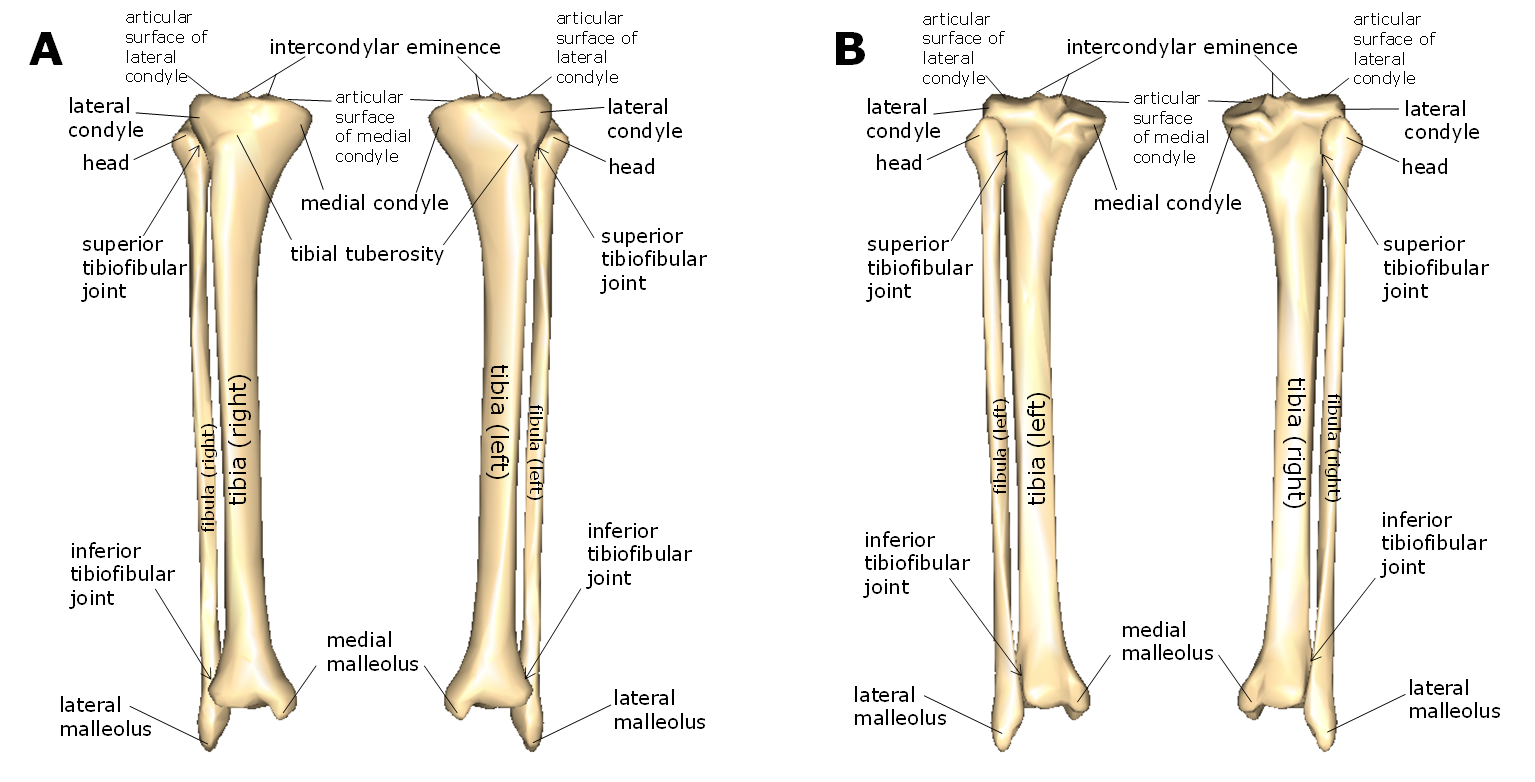 <p><span><span>the fibula</span></span></p>