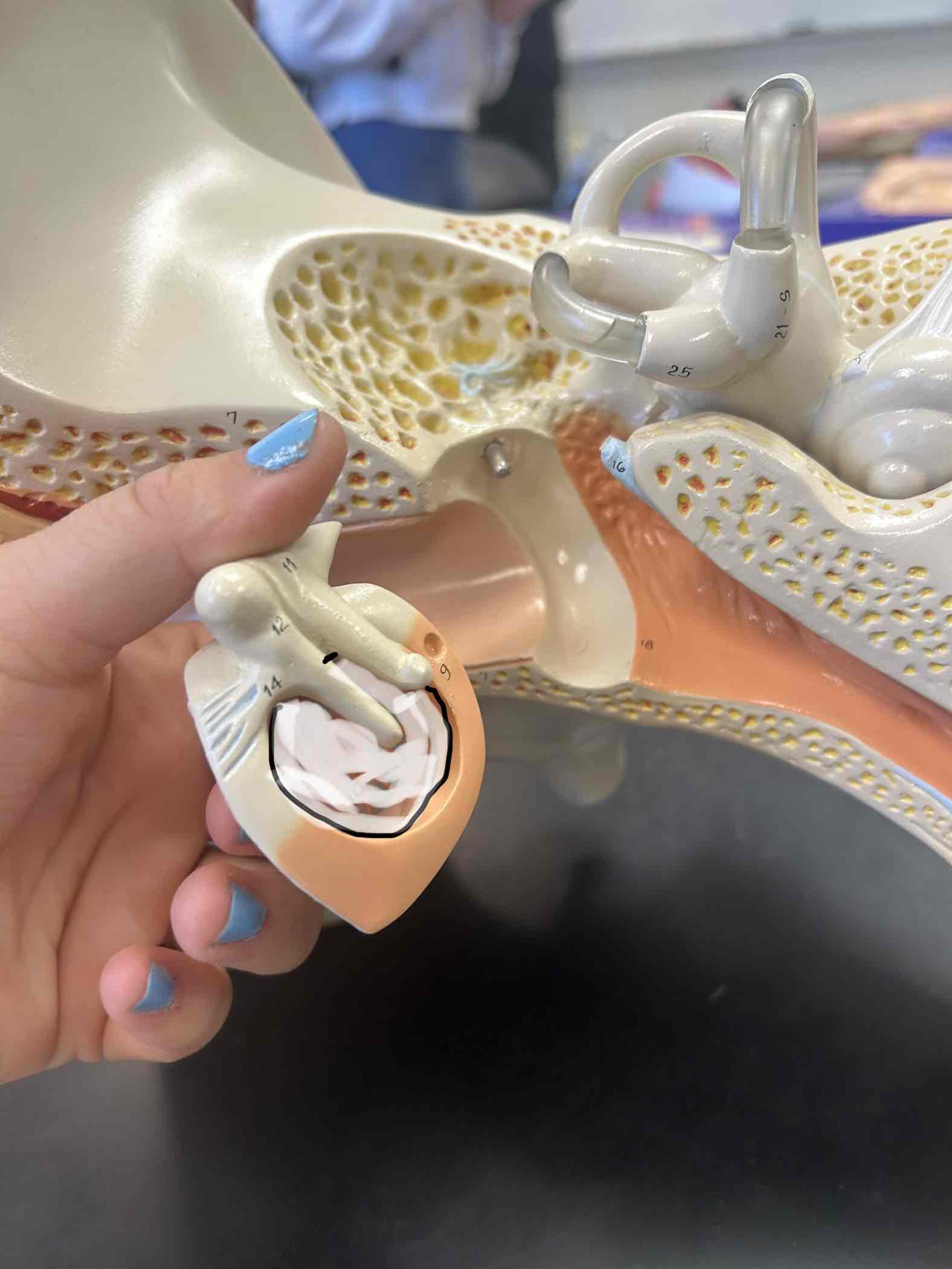 <p>see through piece/ ear drum </p>