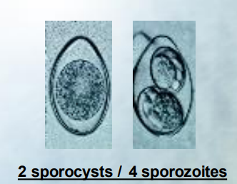 <p><strong>Cystoisosporosis -</strong><em> containing 2 sporocysts with 4 sporozoites inside each.</em></p><p>n pigs: Cystoisospora suis, C. almaataenis, C. neyrai</p><p>in dogs and cats: C. felis, C. rivolta, canis</p><p>Sporogony - exogenous, Merogony + gamegony happening in the epithelial cells of small intestine.</p>