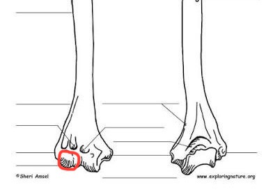 <p>humerus, round bump closer to radial fossa</p>