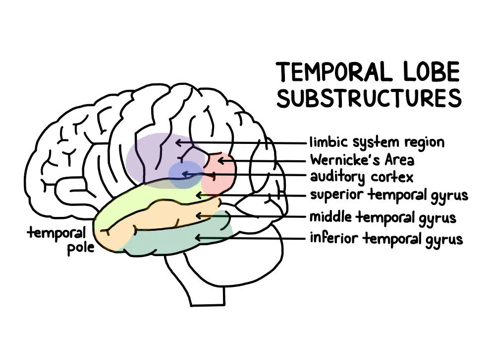 <ul><li><p>inferior to lateral sulcus </p></li><li><p>hearing center</p><ul><li><p>located in upper half of anterior two thirds of temporal lobe </p></li></ul></li><li><p>left primary auditory cortex</p><ul><li><p>auditory comprehension of verbal language </p></li></ul></li><li><p>right primary auditory cortex</p><ul><li><p>comprehension of environmental sounds and music </p></li></ul></li></ul>